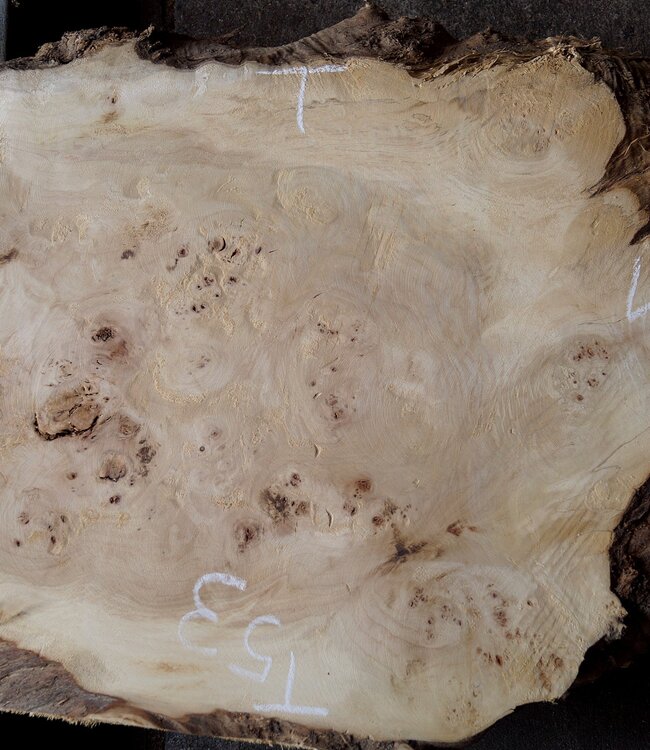 Mappa burl, approx. 2210 x 530/610 x 55mm