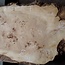 Mappa burl, approx. 2210 x 530/610 x 55mm