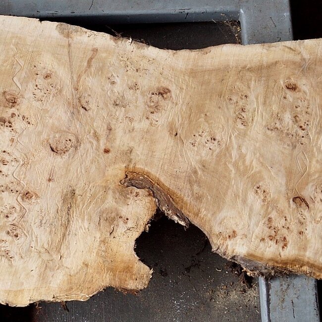 Pappel Maser Tischplatte, ca. 2210 x 530/610 x 55mm