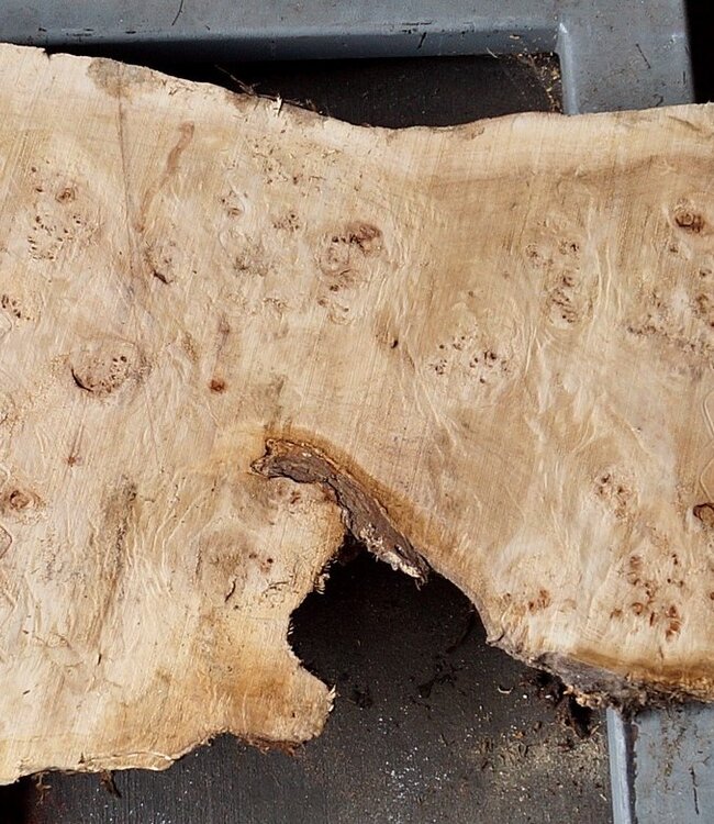 Mappa burl, approx. 2210 x 530/610 x 55mm