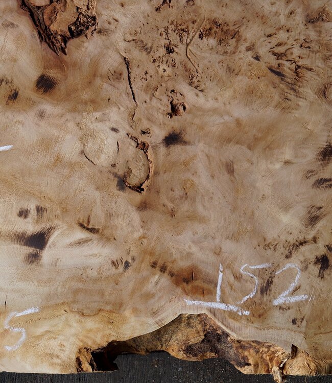 Pappel Maser Tischplatte, ca. 1030 x 520/650 x 55mm