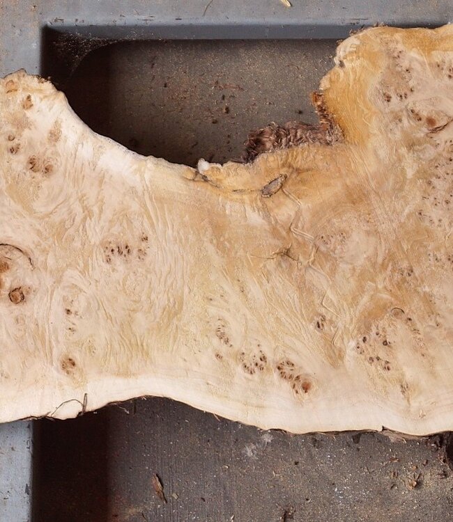 Pappel Maser Tischplatte, ca. 1700 x 330/540 x 52mm