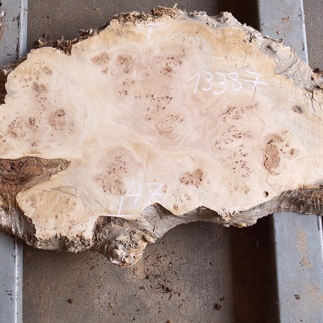 Mappa burl, approx. 1700 x 330/540 x 52mm