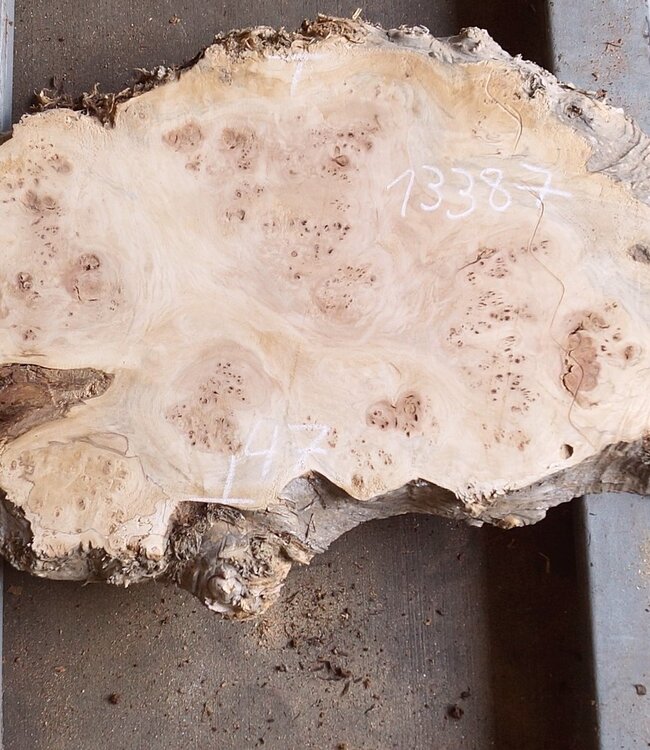 Pappel Maser Tischplatte, ca. 1700 x 330/540 x 52mm