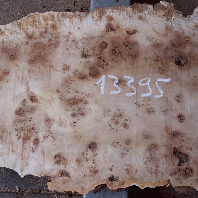 Mappa burl, approx. 1780 x 480/410 x 55mm