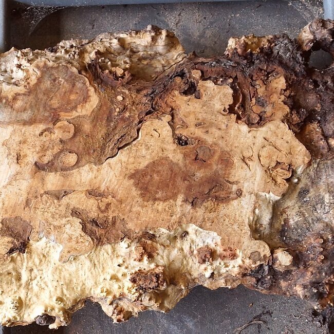 Mappa burl, approx. 1780 x 480/410 x 55mm