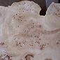 Mappa burl, approx. 1830 x 580/360 x 55mm