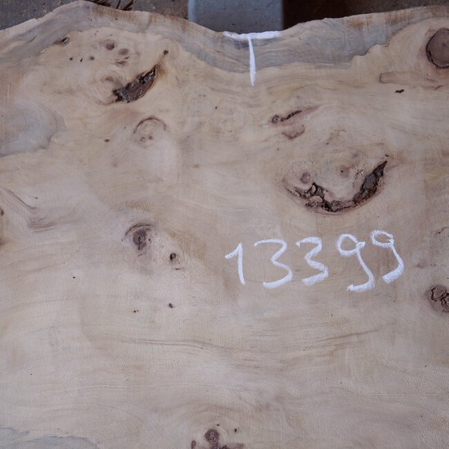 Mappa burl, approx. 1410 x 620/500 x 70mm