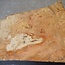 Amboyna Burl, approx. 440 x 235/415/55mm, 4,32kg