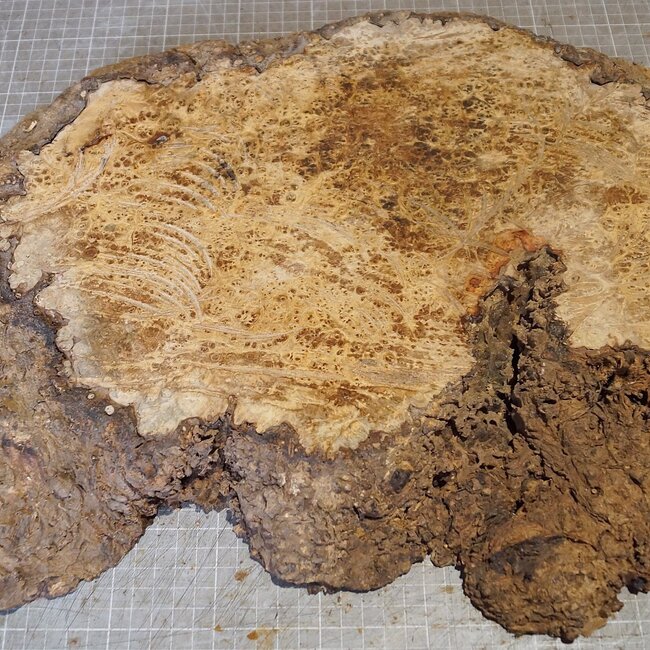 Amboyna Burl, approx.  530 x 380 x 56mm, 4,04kg
