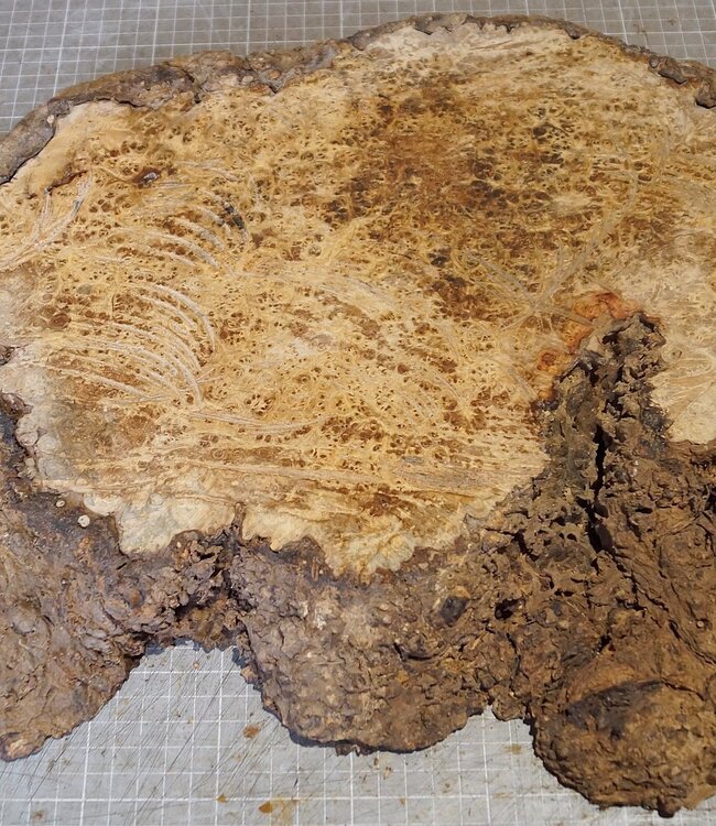 Amboina Maser, ca. 530 x 380 x 56mm, 4,04kg