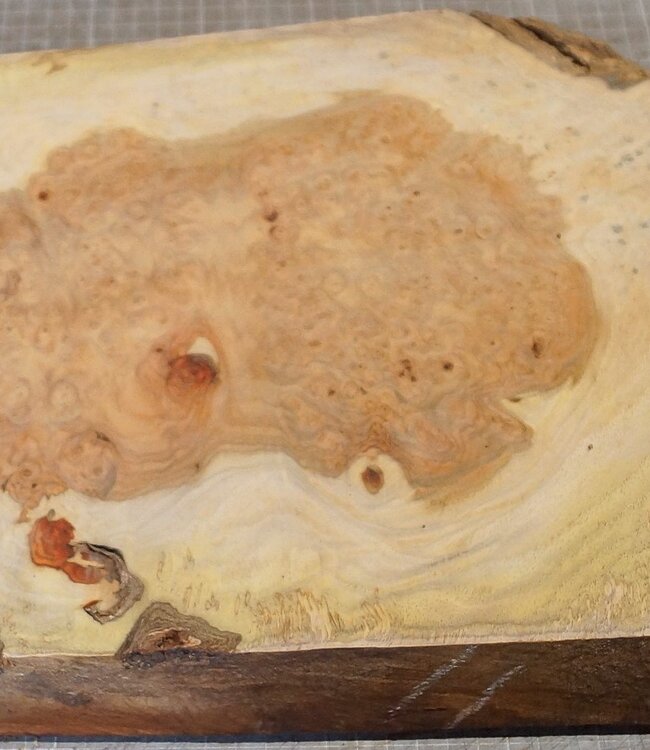 Amboina Maser, ca. 600 x 260 x 50mm, 4,76kg