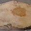 Amboyna Burl, approx. 560 x 375 x 51mm, 6,12kg