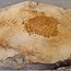 Amboyna Burl, approx. 560 x 375 x 51mm, 6,12kg