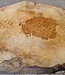 Amboyna Burl, approx. 560 x 375 x 51mm, 6,12kg