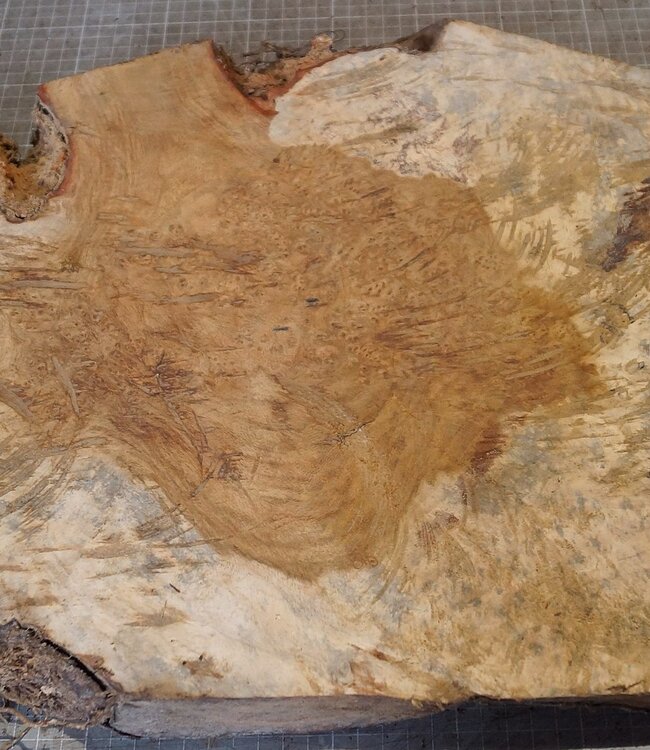Amboina Maser, ca. 560 x 375 x 51mm, 6,12kg