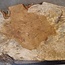 Amboyna Burl, approx. 560 x 375 x 51mm, 6,12kg