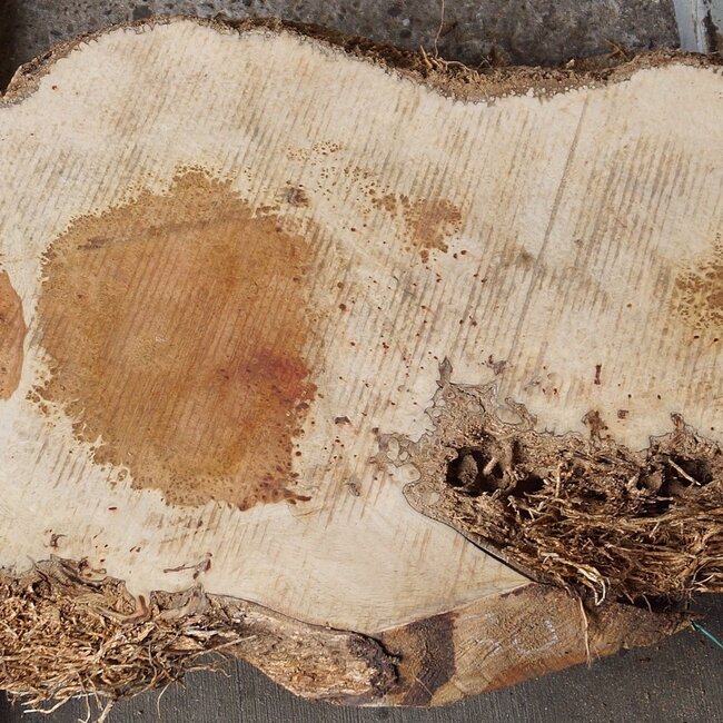 Amboina Maser, ca. 845 x 465 x 50mm, 5kg