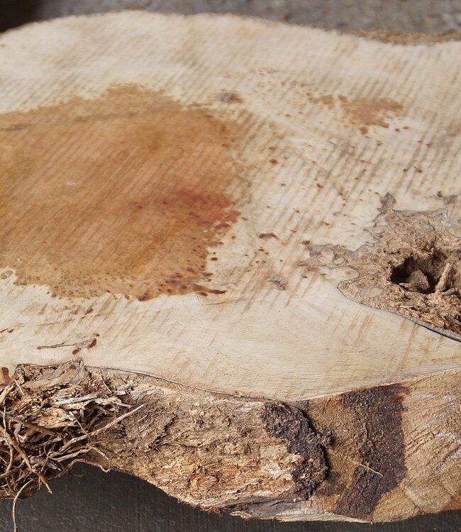 Amboina Maser, ca. 845 x 465 x 50mm, 5kg