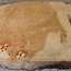 Amboina Maser, ca. 520 x 290 x 50mm, 4,18kg