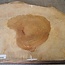 Amboina Maser, ca. 580 x 435 x 50mm, 8,06kg