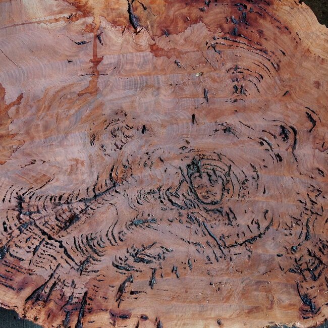 Salmon Gum Maser, Baumscheibe, ca. 690 x 530 x 42 mm, 13033