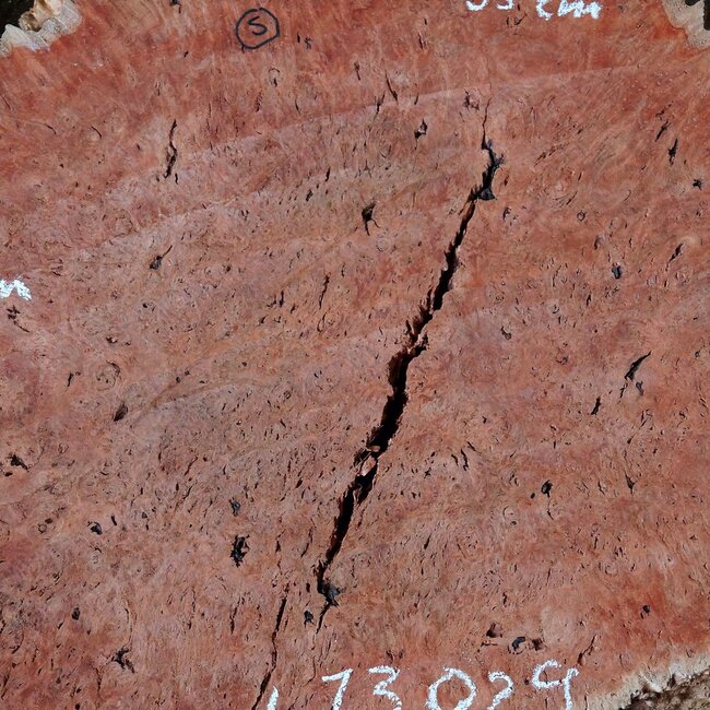 Jarrah burl, slab, approx. 630 x 550 x 42 mm, 13029