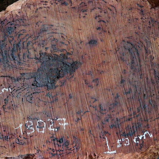 Salmon Gum Maser, Baumscheibe, ca. 680 x 530 x 55 mm, 13027