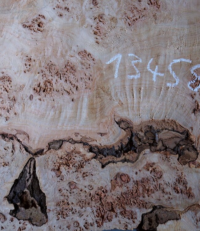 Grisard, Silberpappel, Tischplatte, ca. 1570 x 550 x 55mm, 31kg