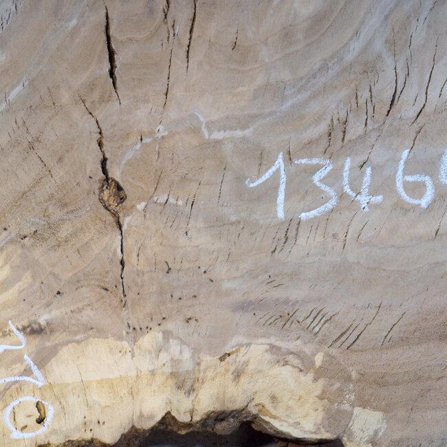 Oak table top, approx. 1450 x 1100 x 52 mm, 13464