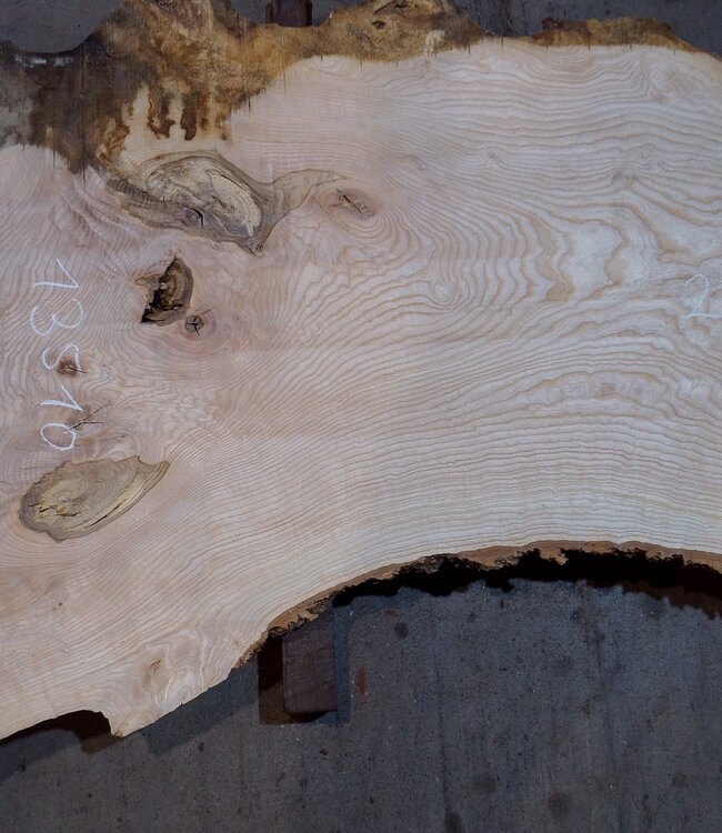 Ash burl table top, approx. 2600 x 980/620/530 x 40-48 mm, 13510