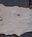 Ash burl table top, approx. 2600 x 980/620/530 x 40-48 mm, 13510