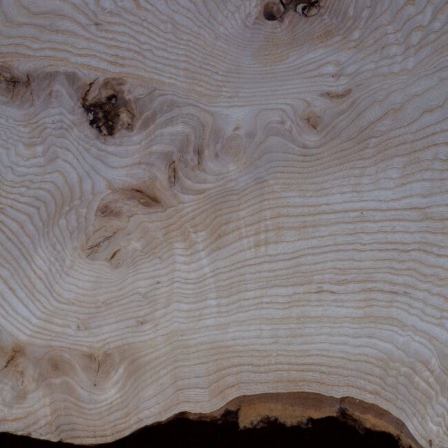 Ash burl table top, approx. 2600 x 980/620/530 x 40-48 mm, 13510