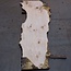 Ash burl table top, approx. 2600 x 980/620/530 x 40-48 mm, 13510