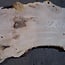 Ash burl table top, approx. 2600 x 1040/780/600 x 40-48 mm, 13511