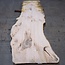 Ash burl table top, approx. 2600 x 1010/890/670 x 40-48 mm, 13512