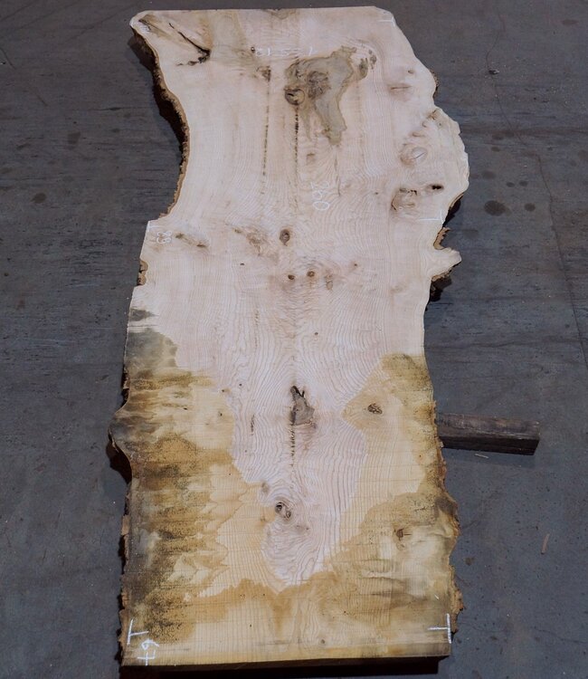 Esche Maser Tischplatte, ca. 2600 x 1010/890/670 x 40-48 mm, 13512