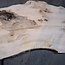 Ash burl table top, approx. 2600 x 1050/940/740 x 40-48 mm, 13513