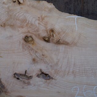 Ash burl table top, approx. 2600 x 1050/940/740 x 40-48 mm, 13513