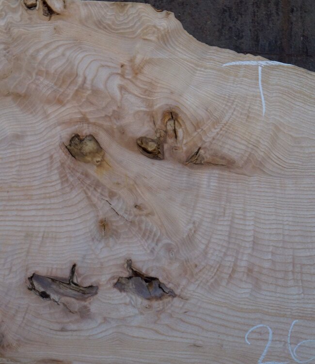 Esche Maser Tischplatte, ca. 2600 x 1050/940/740 x 40-48 mm, 13513