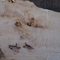 Ash burl table top, approx. 2600 x 1050/940/740 x 40-48 mm, 13513