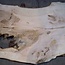 Ash burl table top, approx. 2600 x 1030/990/790 x 40-48 mm, 13514