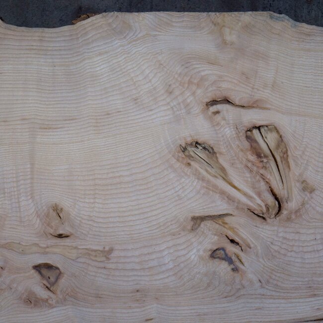 Esche Maser Tischplatte, ca. 2600 x 1030/990/790 x 40-48 mm, 13514