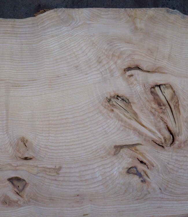 Ash burl table top, approx. 2600 x 1030/990/790 x 40-48 mm, 13514