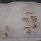 Ash burl table top, approx. 2600 x 1030/990/790 x 40-48 mm, 13514