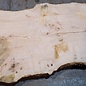 Ash burl table top, approx. 2600 x 1000/1000/780 x 40-48 mm, 13515