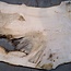 Ash burl table top, approx. 2600 x 1000/1000/780 x 40-48 mm, 13515