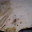 Ash burl table top, approx. 2600 x 1000/1000/780 x 40-48 mm, 13515