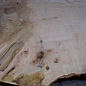 Ash burl table top, approx. 2600 x 1000/1000/780 x 40-48 mm, 13515