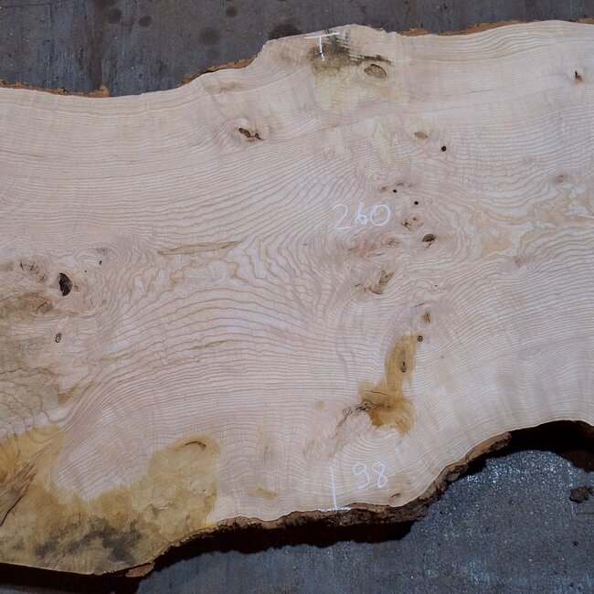 Ash burl table top, approx. 2600 x 1000/980/720 x 40-48 mm, 13517